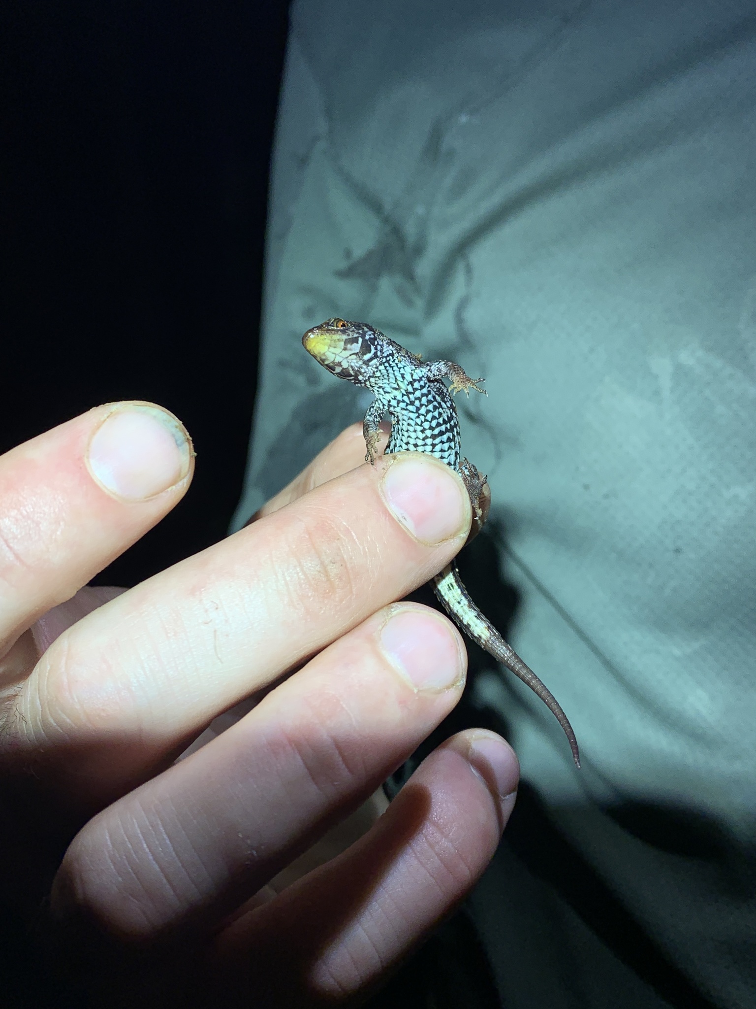 Alopoglossus atriventris Duellman, 1973