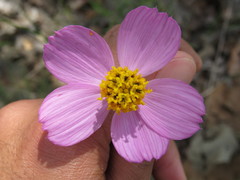 Cosmos landii