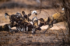 African Wild Dog photo 4