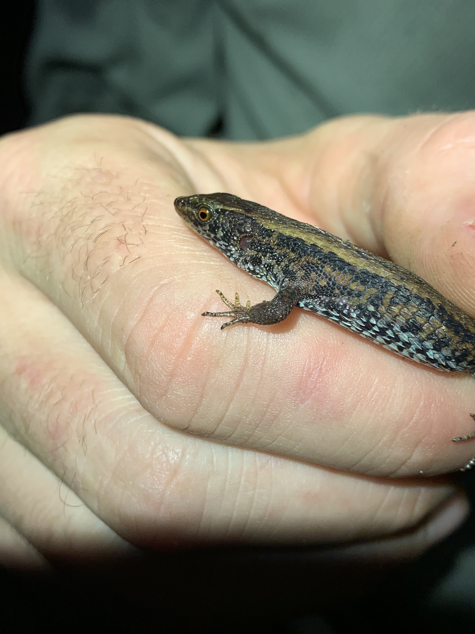 Alopoglossus atriventris Duellman, 1973