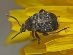 Bruchus rufimanus