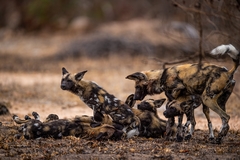 African Wild Dog photo 3