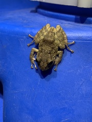 Pristimantis altamazonicus