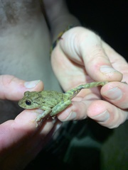 Pristimantis altamazonicus