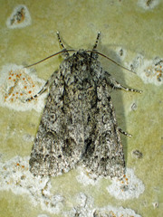 Acronicta impressa