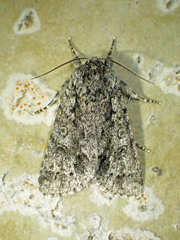 Acronicta impressa
