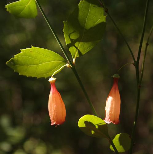 Oval Treefuchsia (Halleria ovata)