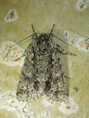 Acronicta impressa
