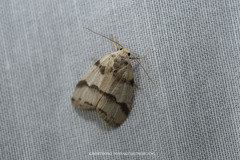 Eugoa trifasciata