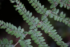 Athyrium delavayi