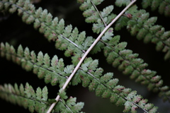 Athyrium delavayi