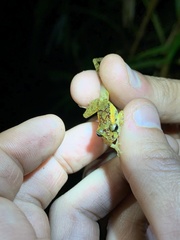 Pristimantis incomptus