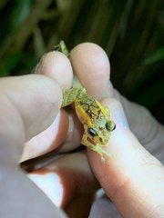 Pristimantis incomptus