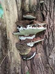 Ganoderma applanatum