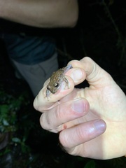 Pristimantis cremnobates