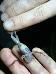 Pristimantis cremnobates