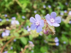 Thyrocarpus sampsonii