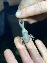 Pristimantis cremnobates