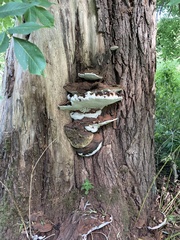 Ganoderma applanatum