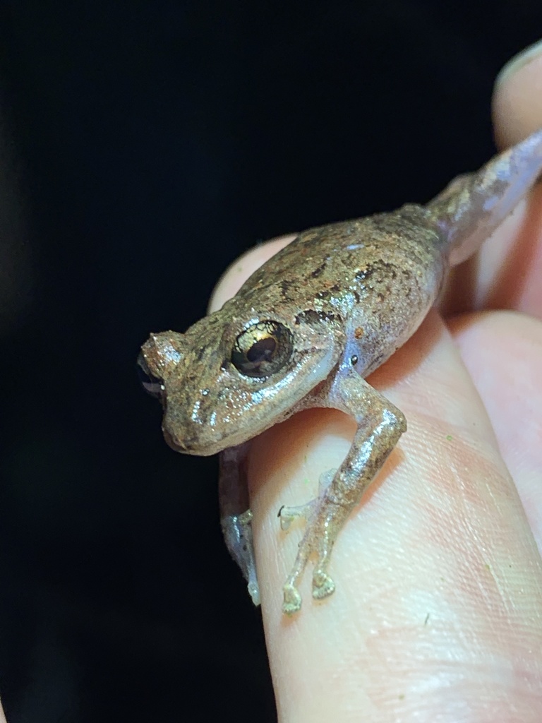 Cliff-dwelling Rainfrog (Pristimantis cremnobates)