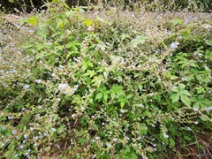 Thyrocarpus sampsonii