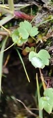 Saxifraga cernua