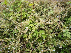 Thyrocarpus sampsonii