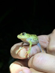 Pristimantis katoptroides
