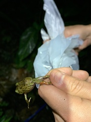 Pristimantis katoptroides