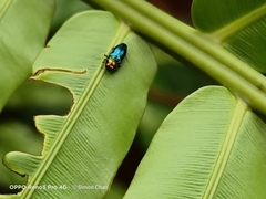 Endelus cupido