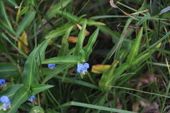 Commelina diffusa diffusa