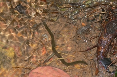 Ichthyophis supachaii