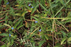 Commelina diffusa diffusa