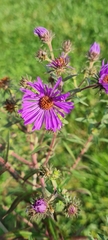 Symphyotrichum novae-angliae