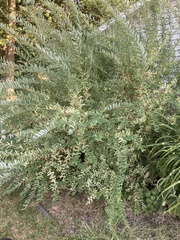 Salix integra