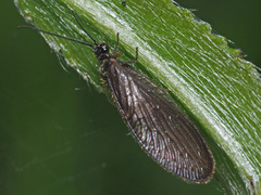 Sisyra nigra