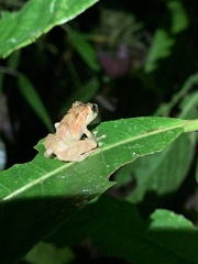 Pristimantis incomptus