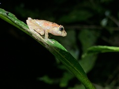 Pristimantis incomptus