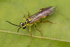 Tenthredo verticalis