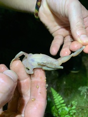 Osteocephalus mutabor