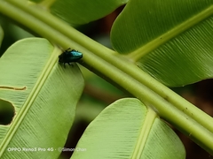 Endelus cupido