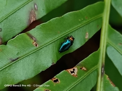 Endelus cupido