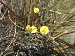 Aspalathus cymbiformis