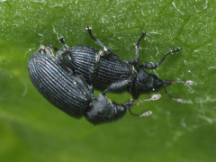 Magdalis ruficornis