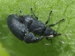 Magdalis ruficornis