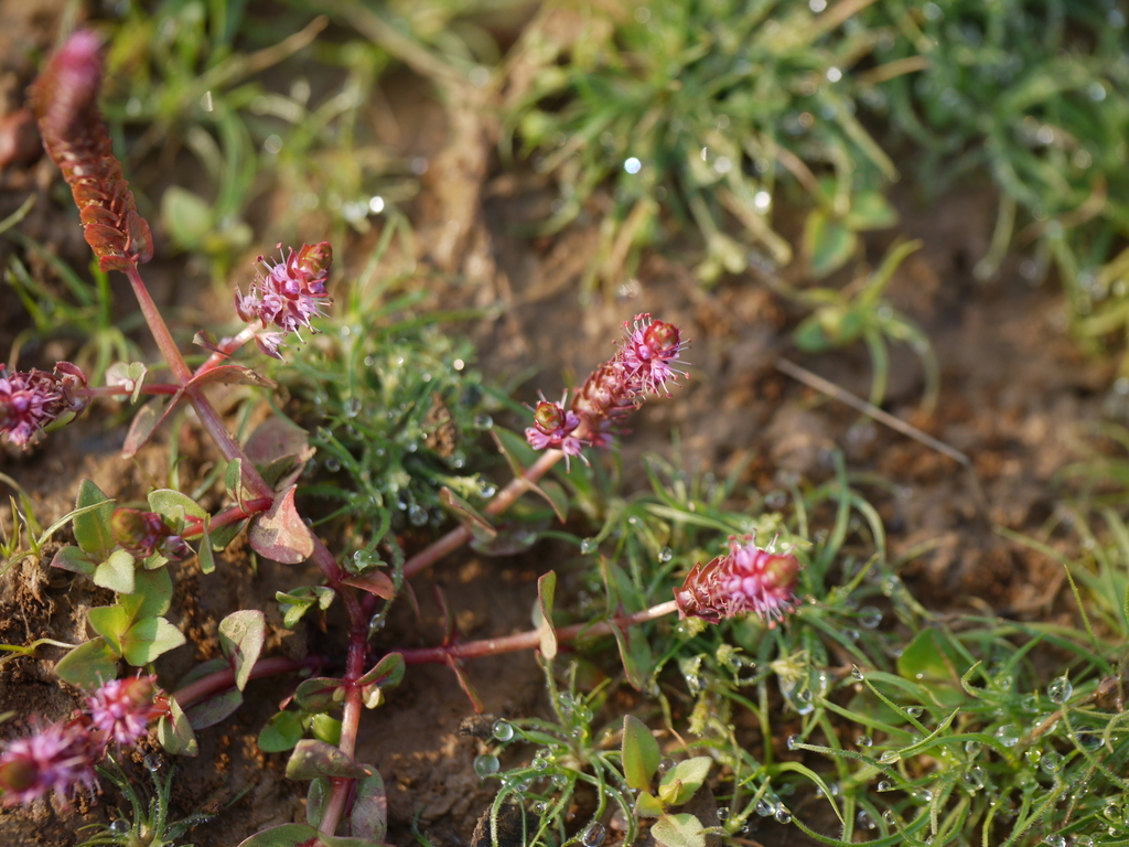 Rotala macrandra rouge (Rotala macrandra)