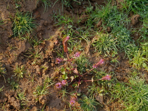Rotala macrandra, photograph 3