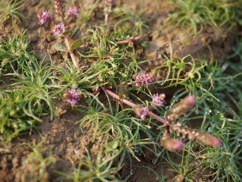 Rotala macrandra, photograph 1