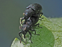 Magdalis ruficornis