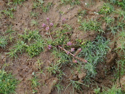 Rotala macrandra, photograph 4
